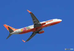 「すかい」 JEJU 737-8AS 特別塗装 飛行