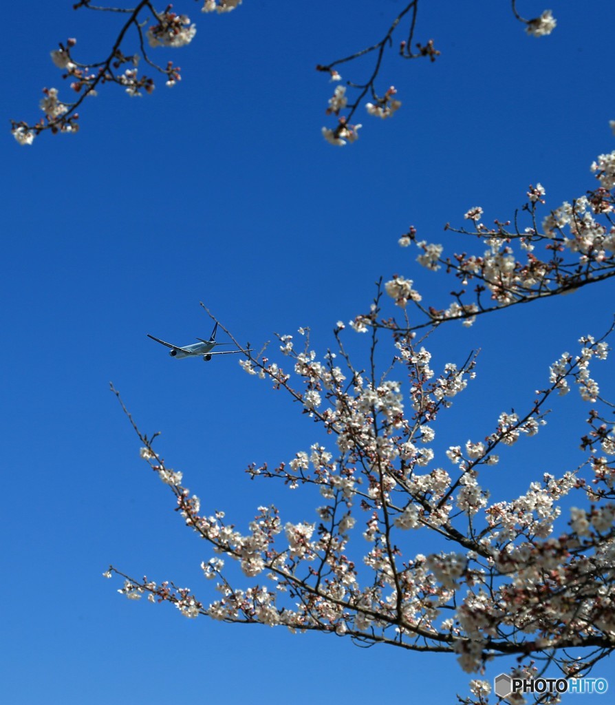 「青が大好き」 さくら と CATHAY Takeoff