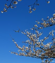 「青が大好き」 さくら と CATHAY Takeoff