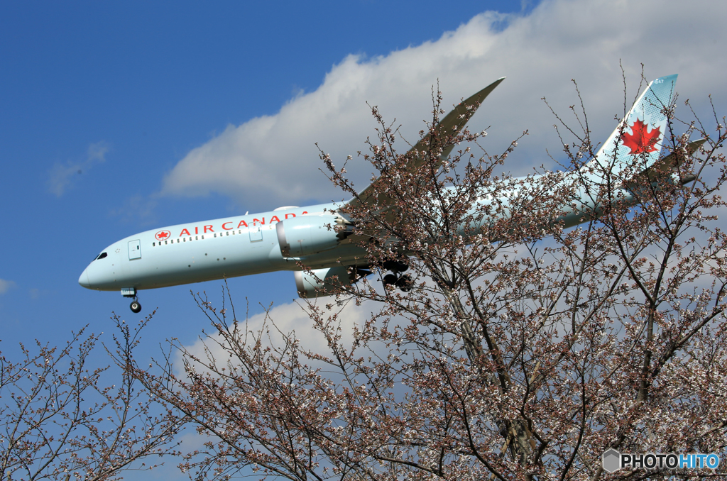 「青が大好き」 Air Canada 787-9 Landing