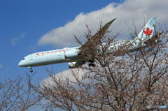 「青が大好き」 Air Canada 787-9 Landing