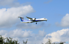 「青」 ANA DHC-8-400 JA842A  Landing 