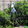 「動かない鳥」〜 いらっしゃい ~~