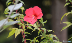 「良い天気」アメリカ芙蓉
