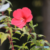 「良い天気」アメリカ芙蓉