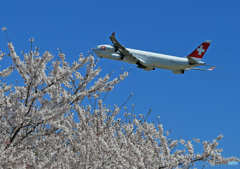 ✈Sakura と A340  4発機 Takeoff ✈