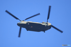 「青が大好き」 陸上自衛隊 ヘリコプター　チヌーク　