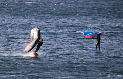 「晴れ」決まったね！　 ウイングサーフィン　