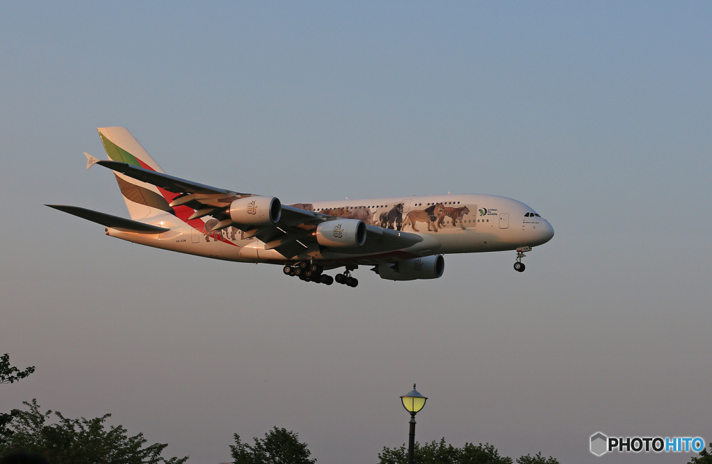 「良い空～」 EMIRATES動物愛護機 Landing