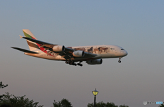 「良い空～」 EMIRATES動物愛護機 Landing