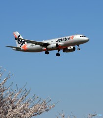「群青色」Jetstar A320-232 JA13JJ 来た～