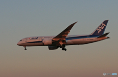  「青が大好き」 ANA 787-8 JA828A  Landing