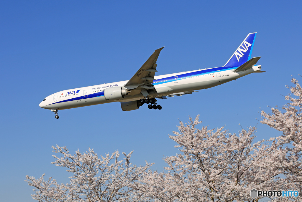 [青い空]+桜 ANA 777-381 JA779A Landing