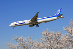 [青い空]+桜 ANA 777-381 JA779A Landing
