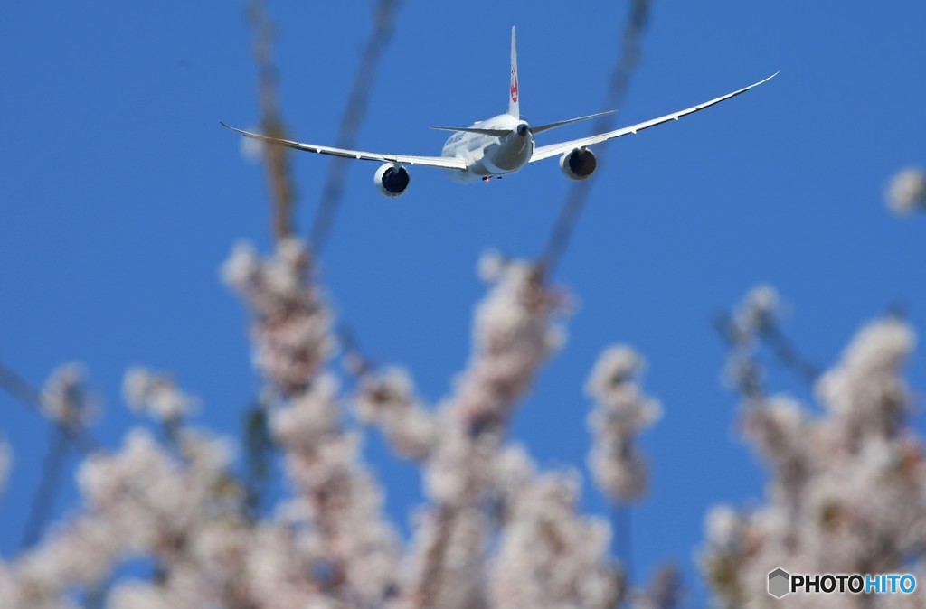 「あおいそら」 JAL 787-9 JA869J 出発 