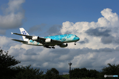 「青が大好き」ANA夏雲  Flying Honu 2 到着