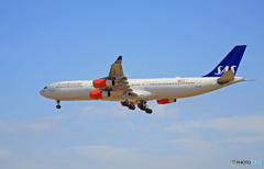 「はれー」 SAS A340-313 OY-KBC Landing