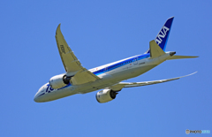「青が大好き」 ANA 787-8 JA806A 離陸