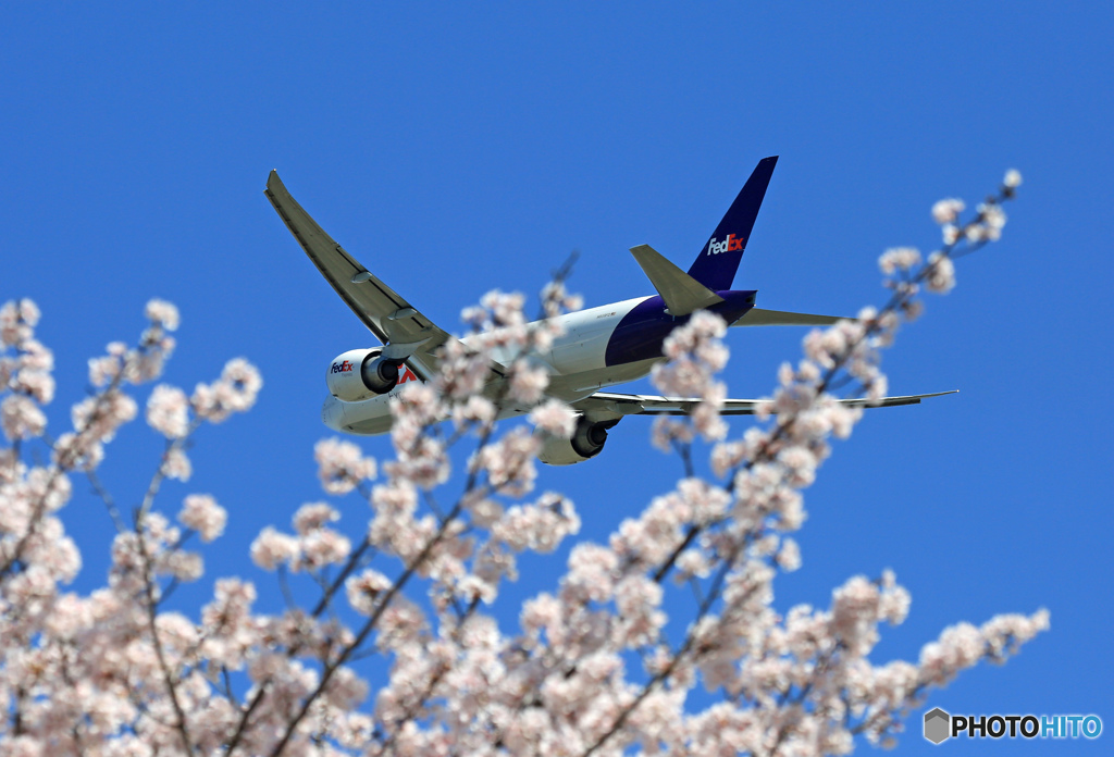 「良い空～」さくらとFedEx 777-FS2飛び立ちです