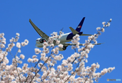 「良い空～」さくらとFedEx 777-FS2飛び立ちです