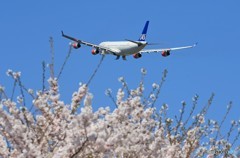 「群青」 桜とSAS A340-313 LN-RKP Takeoff