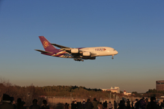 「青が大好き」 Thai A380-841 空港・風景 さくらの山