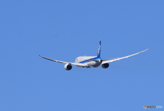 「群青色」ANA 787- 8 JA887A Takeoff 