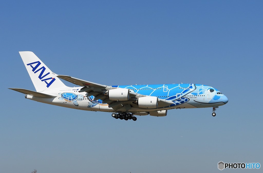 「群青」 ANA [Flying Honu] A380 Landing