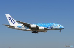「群青」 ANA [Flying Honu] A380 Landing