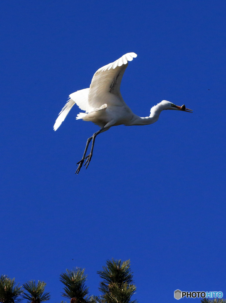 「蒼空」ダイサギ・松の木に着地