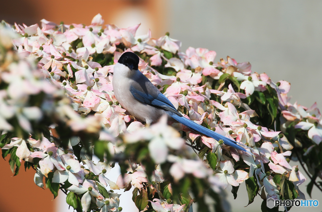 「すかい」尾長が遊びに...可愛い