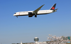 [青い空] +桜 Air Canada 787-9 C-FRSR Landing