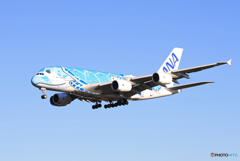 「ブルー」Flying Honu A380-841 Landing