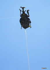 「青空」大きなカブト虫の凧を見てしまう！