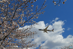 「青が好き」 さくらの山 咲き始めました☮「Star Wars」