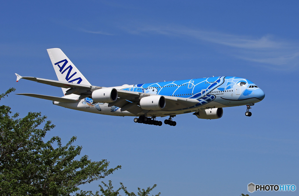 「青が大好き」ANA Flying Honu JA381A Landing