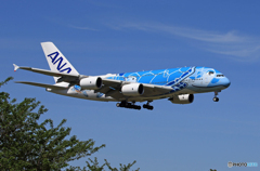 「青が大好き」ANA Flying Honu JA381A Landing