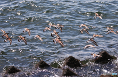 「すかい」水 面 を 低 く 飛 ぶ 鳥