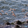 「すかい」水 面 を 低 く 飛 ぶ 鳥