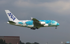「青の空」Flying Honu A380 JA382A  Landing