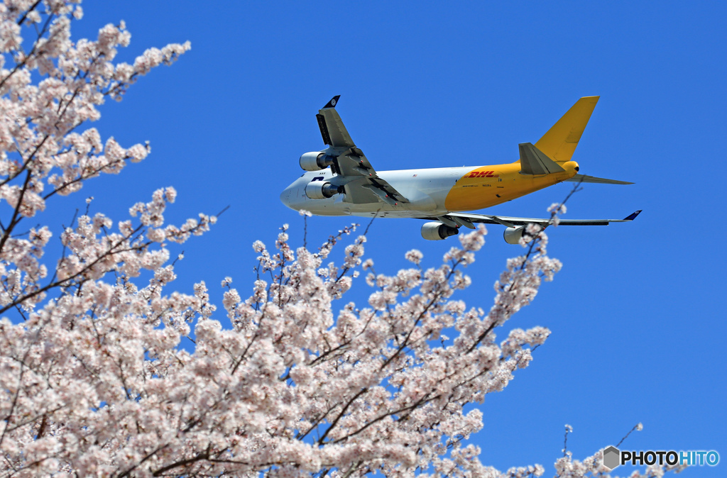 「青空」　さくらと✈ジャンボ機のコラボ✈