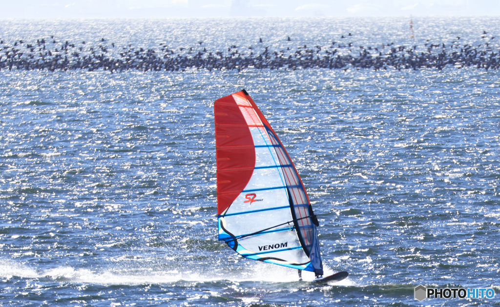 「東京湾」カワウと・コラボレーション