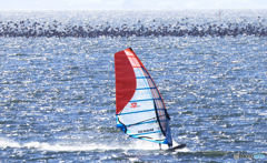 「東京湾」カワウと・コラボレーション