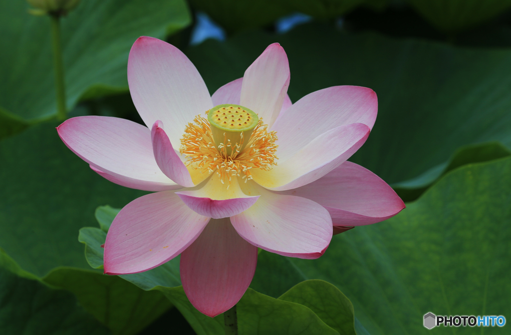 「蒼空」一番好き・花開く　大賀ハス