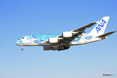 「あおぞら」Flying Honu A380-841 Landing
