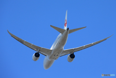 「あおぞら」 JAL 787-8 JA827J 離陸します