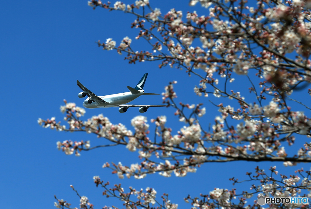 「青が好き」 さくら・咲き始めました ✈出発です