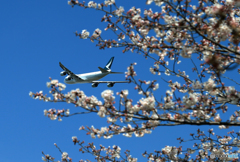 「青が好き」 さくら・咲き始めました ✈出発です