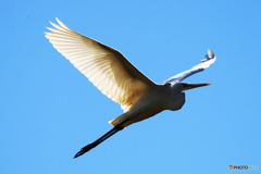 「青の空 」ダイサギさん　飛んだよ