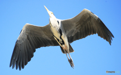 「青が好き」アオサギのTakeoff